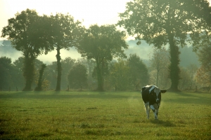 vache-broceliande