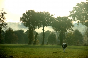 vaches-broceliande-3