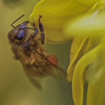 Atelier macro à l'étang de Poulguidou