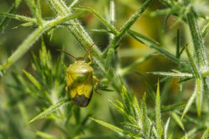 insectes (5)