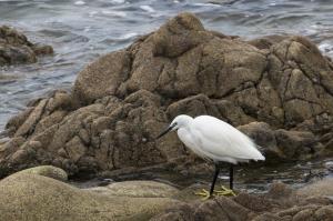 sortie oiseaux (8)