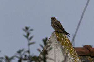 sortie oiseaux (12)