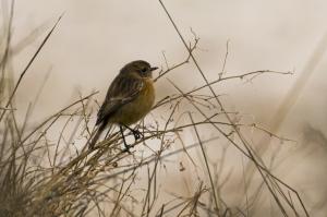 sortie oiseaux (3)