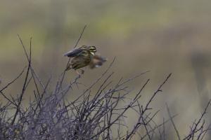 sortie oiseaux (10)