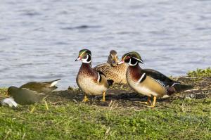 Canard Carolin (6)