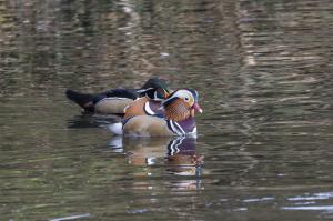 Canard Mandarin (4)