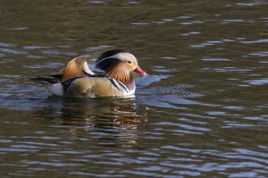 Canard Mandarin (3)