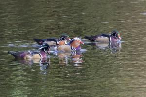 Canard Mandarin (5)