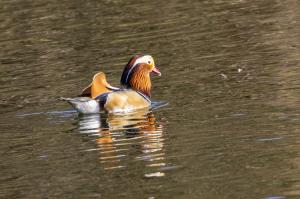 Canard Mandarin (1)