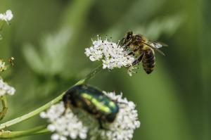 macro Poulguidou  (2)