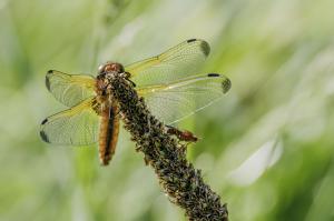 macro Poulguidou   (7)