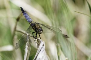macro Poulguidou   (9)