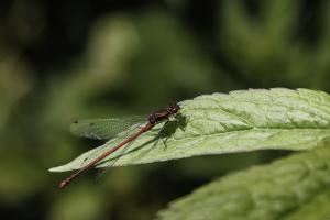 macro Poulguidou   (2)
