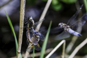 macro Poulguidou   (13)