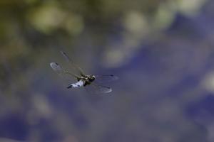 macro Poulguidou   (5)