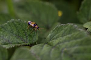 macro Poulguidou   (4)