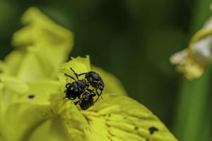 macro Poulguidou   (3)