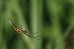 macro Poulguidou   (8)