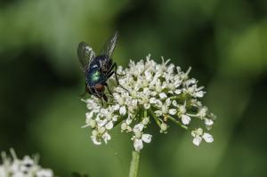macro Poulguidou  (1)