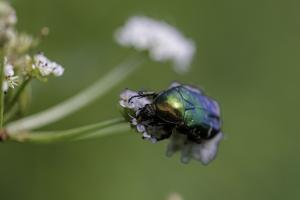 macro Poulguidou   (6)