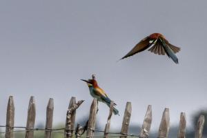 _MG_0401-01