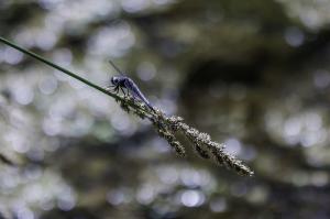 Macro Tréouzien (5)
