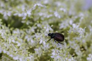 Macro Tréouzien (6)