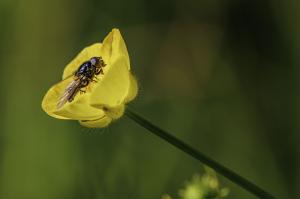 Macro Tréouzien (9)