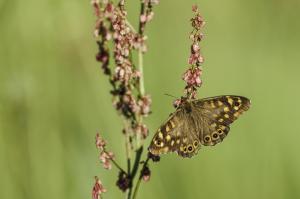Macro Tréouzien (8)