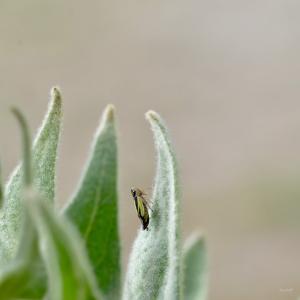 _07-09-2025_10307POR_5421_Nik