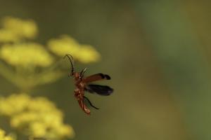 Macro (1)