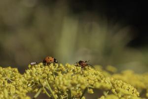 Macro (3)