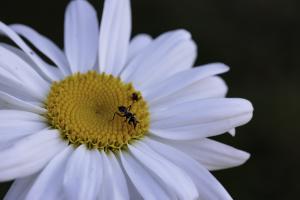 Macro (5)