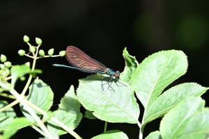 DSC_0186net