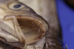 Poissonnerie Douarnenez (9)