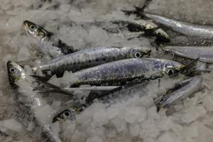 Poissonnerie Douarnenez (4)