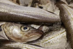Poissonnerie Douarnenez (8)