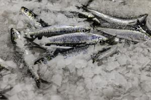 Poissonnerie Douarnenez (1)
