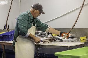 Poissonnerie Douarnenez (7)