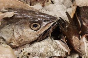 Poissonnerie Douarnenez (2)