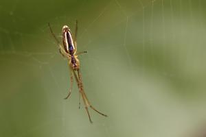 Macro à Trez Goarem  (4)