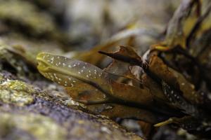 Macro à Trez Goarem  (11)