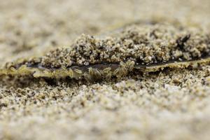 Macro à Trez Goarem  (7)