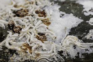 Macro à Trez Goarem  (8)