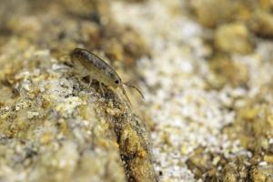 Macro à Trez Goarem  (5)