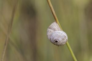 Macro à Trez Goarem  (12)