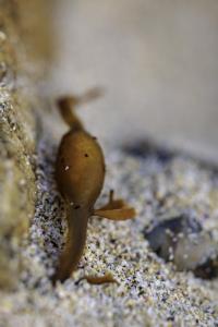 Macro à Trez Goarem  (1)