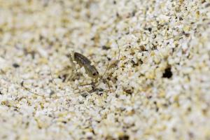 Macro à Trez Goarem  (6)