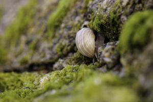 Macro à Trez Goarem  (10)