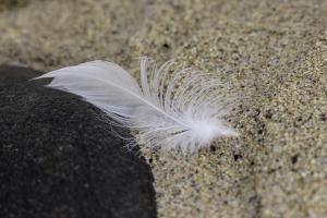 Macro à Trez Goarem  (9)